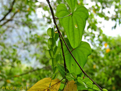 Dioscorea collettii