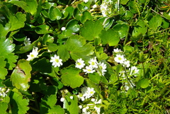 Dichosciadium ranunculaceum