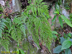 Asplenium ritoense