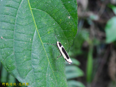 Thysanoptyx incurvata