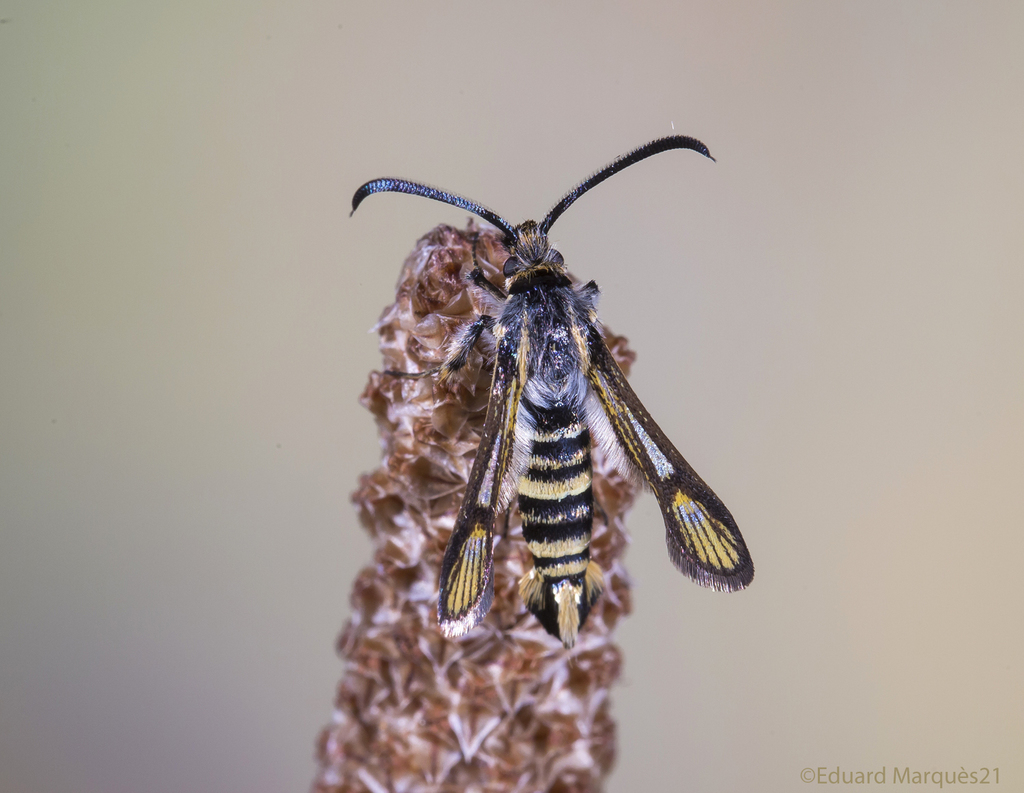 Bembecia iberica