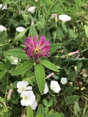 Trifolium medium