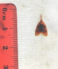 Rhodographa phaeoplaga