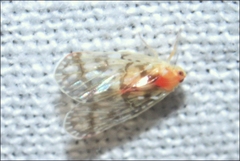 Saccharodite chrysonoe