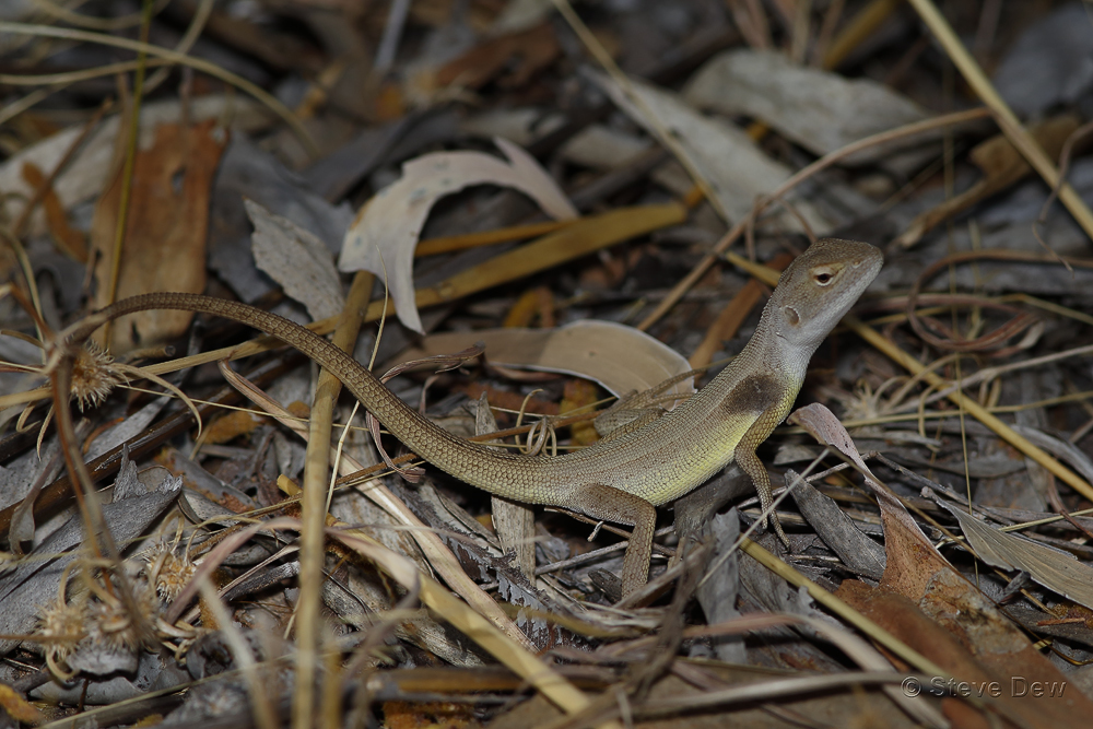 Yellow-Sided Two-Line Dragon