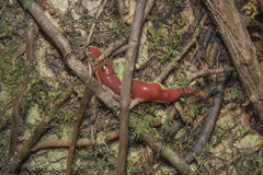 Arthurdendyus testaceus