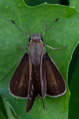 Pelopidas