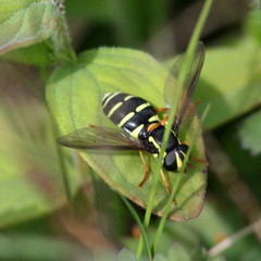 Xanthogramma citrofasciatum