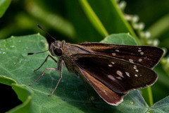 Pelopidas