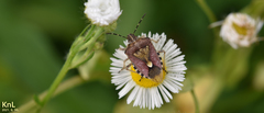 Dolycoris