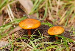Cortinarius abnormis