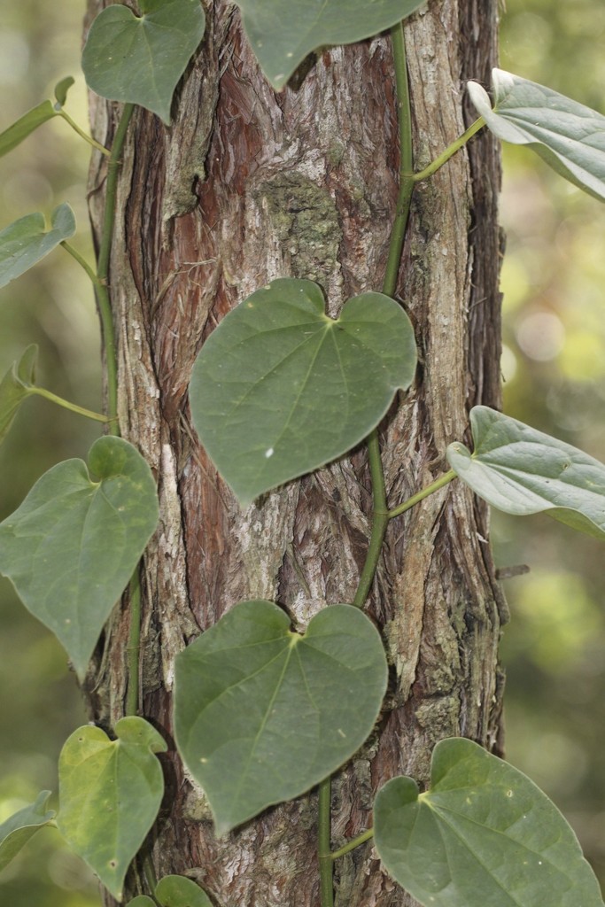 Australian Pepper Vine from Mount Mellum QLD 4550, Australia on June 30 ...