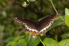 Hypolimnas bolina