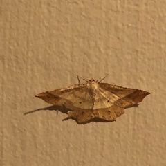 Euchlaena tigrinaria