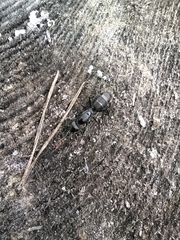 Camponotus vagus