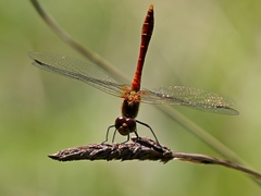 Sympetrum sanguineum