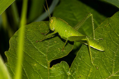 Chondracris
