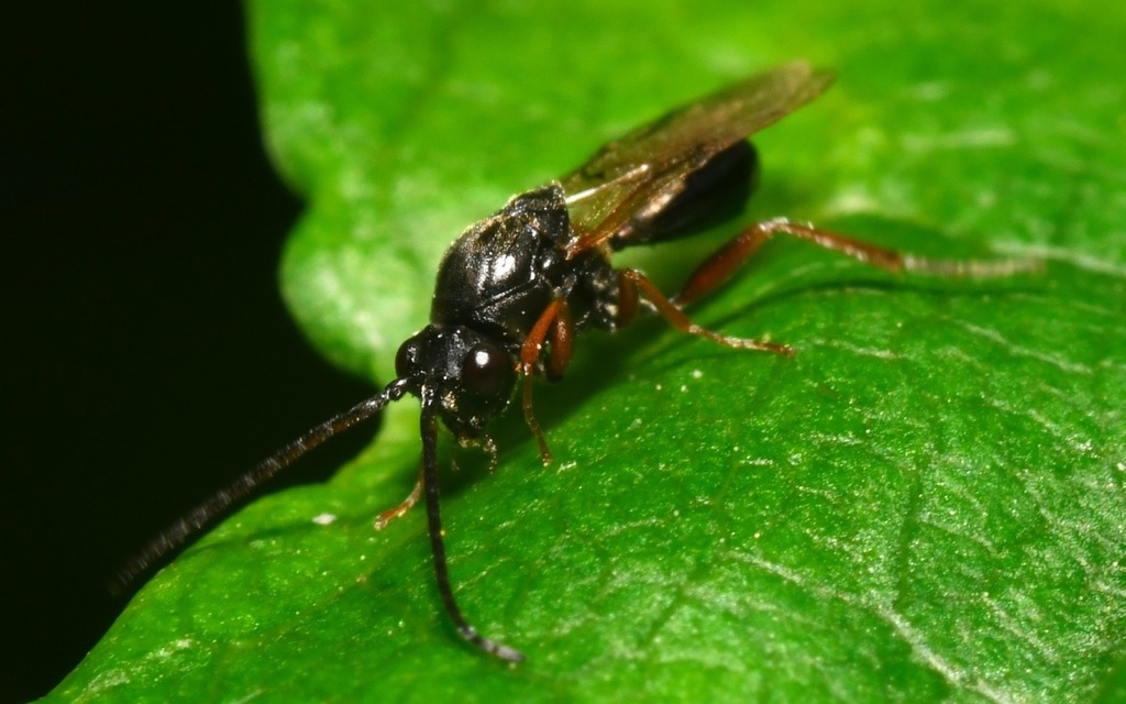 Figitinae