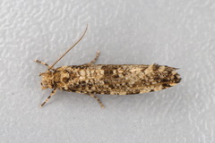 Morophaga choragella