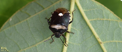 Menida