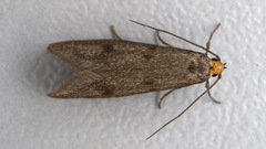 Pseudatemelia josephinae