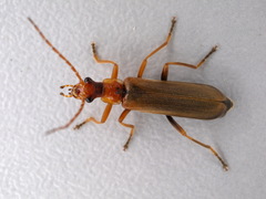 Cantharis rufa