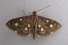 Anania stachydalis