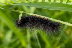 Lepidoptera