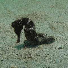 Hippocampus reidi