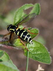 Xanthogramma citrofasciatum