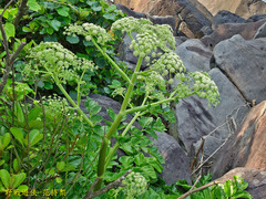 Angelica hirsutiflora
