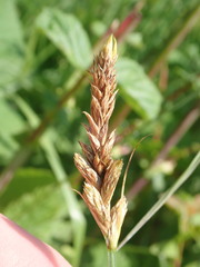 Carex disticha