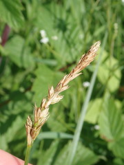 Carex disticha