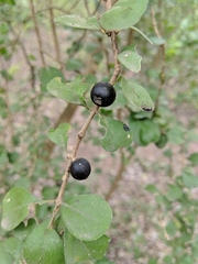 Randia obcordata