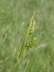 Carex pallescens