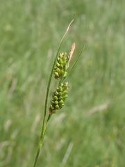 Carex pallescens