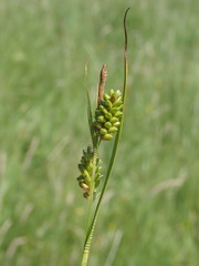 Carex pallescens