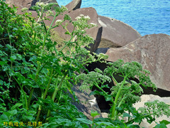 Angelica hirsutiflora