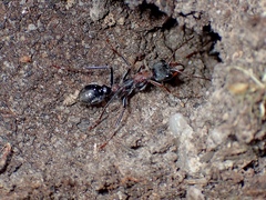Myrmecia pulchra