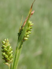 Carex pallescens