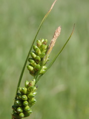 Carex pallescens