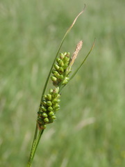 Carex pallescens