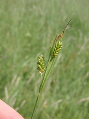 Carex pallescens