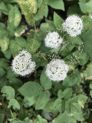 Aegopodium podagraria