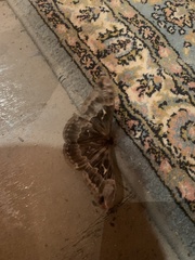 Callosamia angulifera