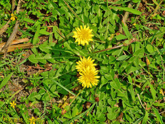 Taraxacum formosanum