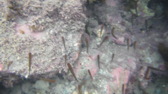 Forsterygion maryannae