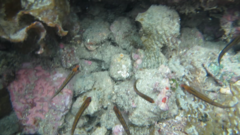 Forsterygion maryannae