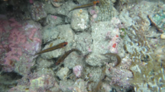 Forsterygion maryannae
