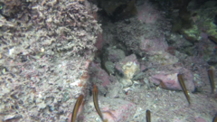Forsterygion maryannae